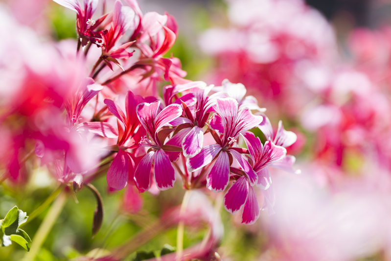 Eau Florale de Géranium