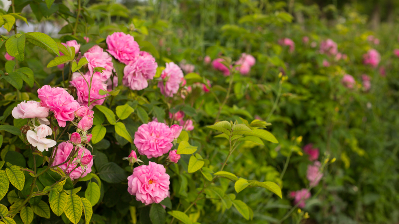 Eau Florale de Rose