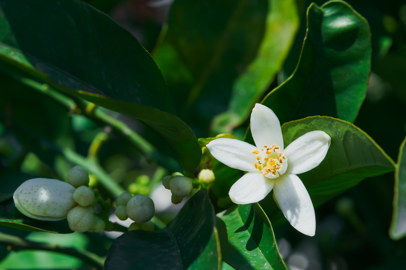 Eau Florale de Néroli